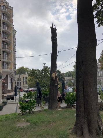 В Одессе из-за сильного ветра снова падают деревья