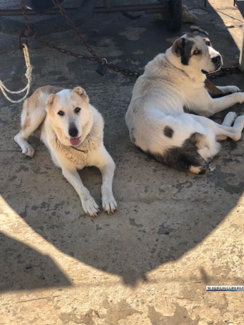 В Керчи разыскивают хозяев потерявшихся собак
