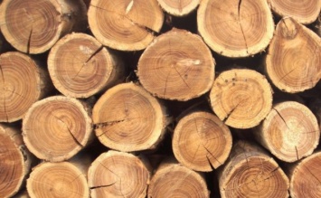 Лесагенство предложило владельцу крупнейшей в Европе лесопилки взять в концессию 5 украинских лесхозов