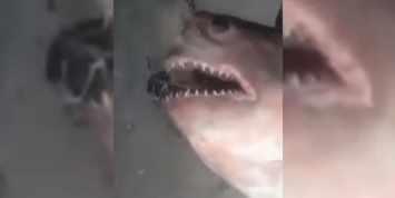Двухметровая акула испортила россиянам рыбалку на Енисее