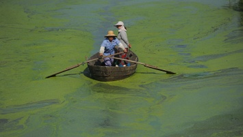 Генетики раскрыли секрет токсичности "зомби-водорослей"