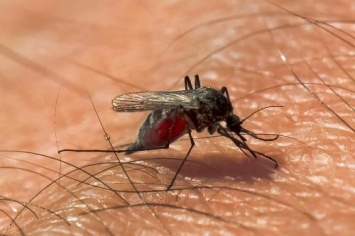 Опасные вирусы, вызвавшие эпидемии, принесли в Россию комары