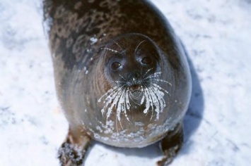 Милый пухляш: В Японии тюлень очаровывает посетителей океанариума