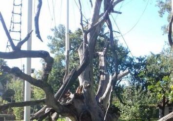 Грустно: как сейчас выглядит запорожский дуб, которому около 700 лет