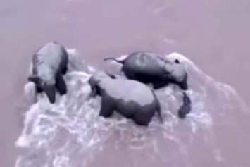 Спасение тонущего слоненка попало на видео в Китае