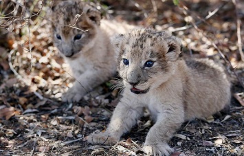 В Африке показали первых в мире львят «из пробирки»