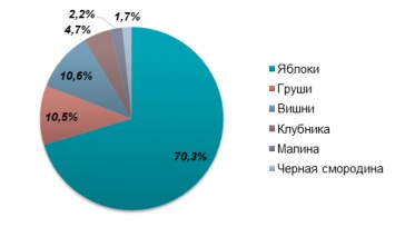 Яблоки в Украине подешевели из-за рекордного урожая