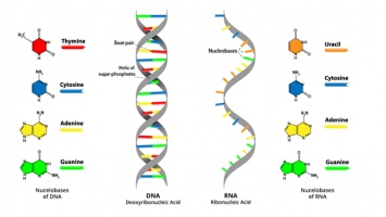 ДНК-биомаркеры могут передаваться следующим поколениям