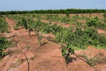 Экономические войны: в Испании по решению суда выкорчевали 3 тысячи мандариновых деревьев премиум-класса