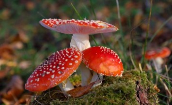 В 2018 году на Днепропетровщине отравились грибами 7 человек