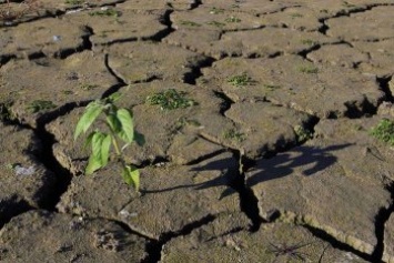 Аграрии Крыма претендуют на возмещение почти 300 млн рублей убытков от засухи