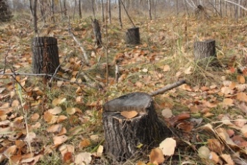 Под Мелитополем черные лесорубы оставили пни от дубовой рощи
