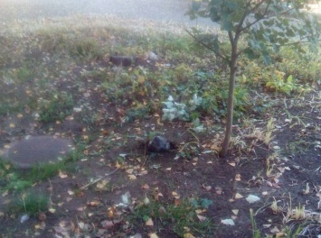 В Лисичанске часть ракеты "Оса" упала около школы