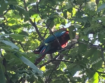 Одесский попугай сбежал от хозяев, и объедает соседские деревья
