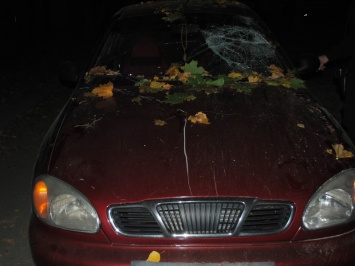 В Николаеве две машины были повреждены упавшим деревом