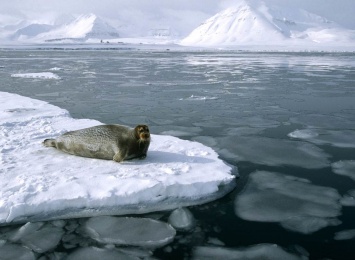 В Северном Ледовитом океане ввели на 16 лет запрет на промышленный вылов рыбы