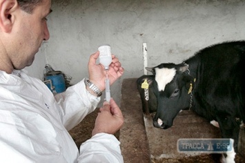 Измаильским коровам сделали прививки от сибирской язвы