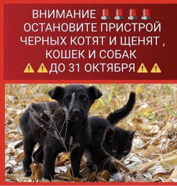 Запорожская зоозащитница просит прекратить пристраивать черных котят и щенков, чтобы избежать жертвоприношений (ФОТО)