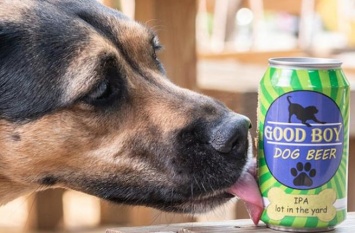 В США начали варить пиво для собак - с куркумой