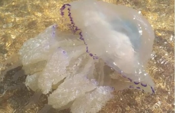 В сети делятся фотоснимками Азовского моря и огромных медуз (ФОТО)