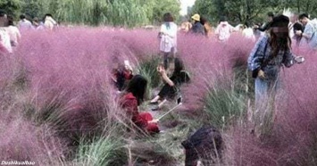 Туристы уничтожили поле розовой травы - так хотели сделать идеальное селфи