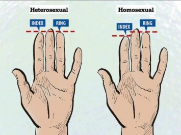 Как длина пальцев может выявить сексуальность рассказали ученые