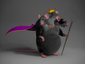 Крысы могут стать хозяевами на Земле после Апокалипсиса - ученые