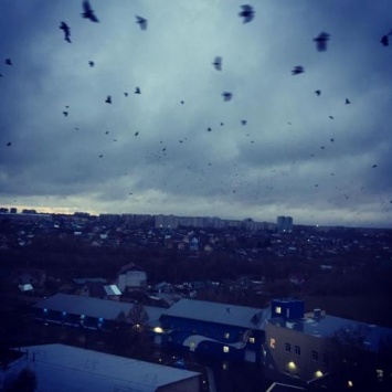 «Рагнарек»: Жители Барнаула остались дома из-за наваждения птиц в небе