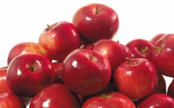 На Днепропетровщине садоводы отказываются убирать яблоки