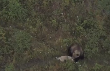 Отказалась охотиться: появилось трогательное видео дружбы лайки и семье медведей