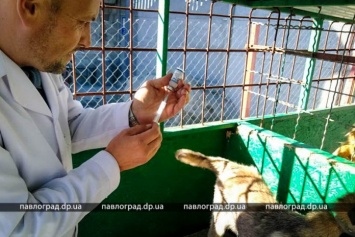 В Павлограде бездомных собак вакцинировали от бешенства