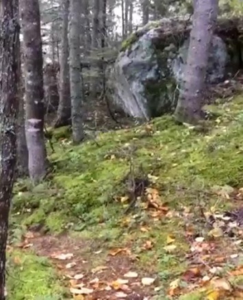 В канадском лесу очевидцы снова заметили «дыхание земли» - ученые