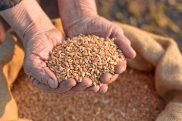 Минагро повысило прогноз урожая зерновых почти на миллион тонн