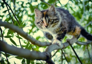 А они все лезут: в Каменском четверо спасателей снимали кота с дерева