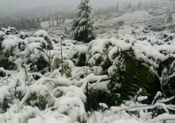 Доставай сноуборд: горнолыжный курорт Драгобрат засыпало снегом