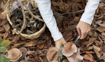 В Запорожской области пять человек отравились грибами