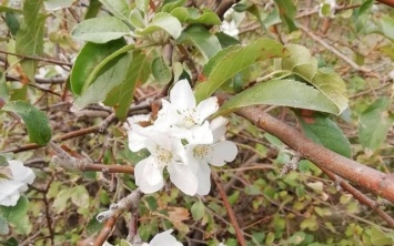 Конец октября: в Запорожье яблони цветут