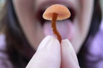 Пятеро жителей Мелитополя отравились грибами