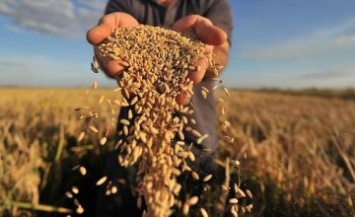Эксперты рассказали о ситуации с урожаем подсолнуха и зерновых культур на Днепропетровщине