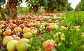 Фермеры Днепропетровщины отказываются собирать урожай яблок: стали известны причины