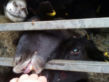 В Ильичевск прибыло еще несколько фур с овцами для Турции