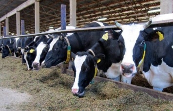 Людям врут, что Украина входит в десятку крупнейших стран по производству молока - эксперт