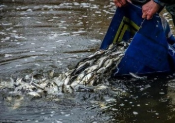 В Каховское водохранилище выпустили более шести тонн мальков рыбы