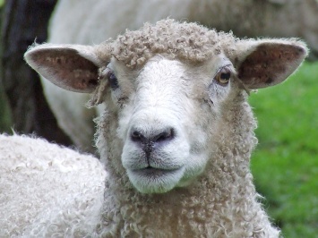 Эпопея с черноморскими овцами: их убьют в Винницкой области