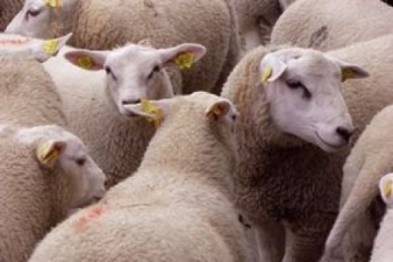Из-за гибели овец в морском порту открыли два уголовных дела