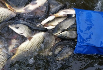 Больше тонны взрослой рыбы - уплыло в Днепр