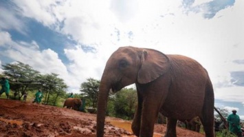 В Индии от удара током погибли семь слонов