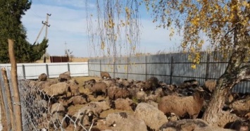 Стала известна судьба овец из Одеской области