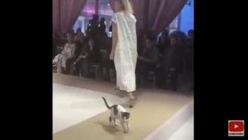 «Мы обществу нужны для красоты, коты»: в Стамбуле бездомная кошка приняла участие в модном показе Esmod International Fashion Show