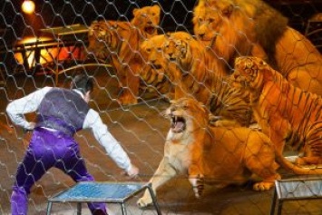 На Кубани львица напала на девочку во время циркового представления. Видео 18+